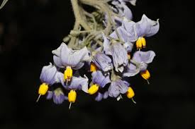 Image result for Solanum litoraneum