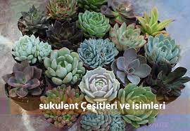 Bitki, çiçek, saksıda çiçekler hakkında daha fazla fikir görün. Buyuleyici Guzellikteki Sukulent Cesitleri Ve Isimleri Kalite Cicek