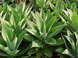 The cactus community on reddit. Agave Attenuata Hello Hello Plants Garden Supplies
