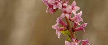Image result for Daphne mezereum