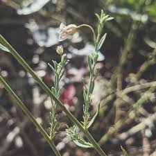 Image result for Linaceae