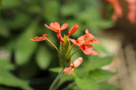 Image result for Crossandra nilotica