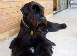 We did not find results for: Lovely Giant Schnauzer Until You See Them In Person You Just Don T Know How Beautiful These Giants Are Giant Schnauzer Dog Best Friend Bull Terrier Dog