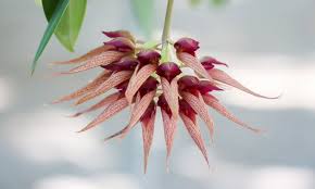 Image result for Bulbophyllum comatum