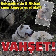 Eskisehir De 5 Akbas Cinsi Kopegi Vurdular Son Dakika Haberleri
