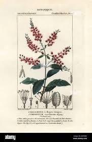 Image result for Combretum padoides