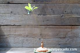 Image result for Raphionacme globosa