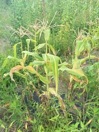 千年希望の丘ファーム とうもろこし 2016年8月2日 岩沼みんなの家