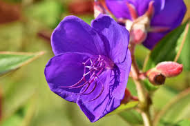 Image result for Melastomataceae