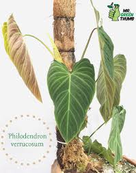 Philodendron Verrucosum Philodendron Philodendron Monstera Rare Plants