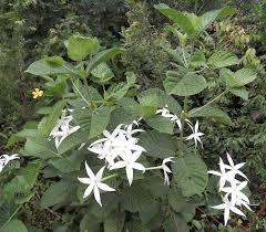 Image result for Leptactina