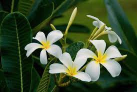 Plumeria Frangipani Flower A Cluster Of White Plumeria Flowers And Buds Among Sponsored Advertisement Advertisement Plumeria Plumeria Tree Frangipani
