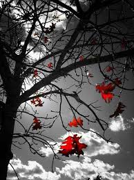 Black And White Vs Color Photography Last Leaves Color Splash Photography Spot Colour Black And White Pictures