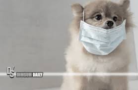 We did not find results for: Pet Emergency And Complete List Of 24 Hour Veterinary Hospital In Hong Kong Dimsum Daily