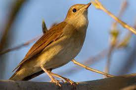 Der name des besonders nachts singenden vogels ahd. Die Nachtigall Nabu