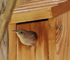 The wren house is one of the most common types of birdhouses in the this means knowing the correct height, width, and hole size dimensions. Free Wren House Plans Easy Diy Project
