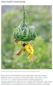 Pictures Of Birds With Their Nests And Names Many African Weaverbirds Live Up To The Family Name By Weaving Elaborate Nests Out Of Grass Or Other Plant Fibers This Male V Beautiful Birds Birds Wild Birds