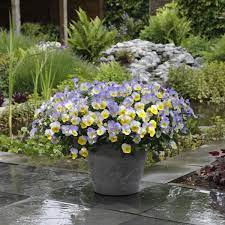 Maybe you would like to learn more about one of these? 10 Container Gardening Ideas Best Plants For Containers