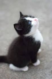 Black And White Tuxedo Cats For Sale Tuxedo Kitten On Pinterest Tuxedo Cats Norwegian Forest Cat And See More Black And White Cat At Catsincare C Kittens Cutest Cats Cute Cats And Kittens