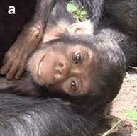 Wild Chimp Infant With Down Syndrome Observed Filthy Monkey Men