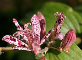 Incorporate the fertilizer and lime, and rake the soil surface smooth. Shady Types These Flowers Don T Need A Place In The Sun