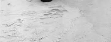 Bildergebnis für Maria Laet