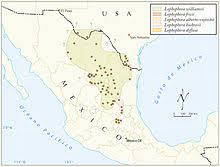 Members of the native american church are permitted the ritual use. Peyote Wikipedia