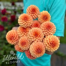 Image result for Dahlia