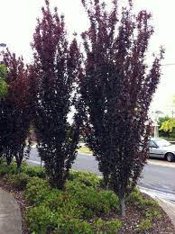 Narrow Trees For Small Yards That Pack A Punch Small Yard Landscaping Ornamental Trees Landscaping Backyard Trees