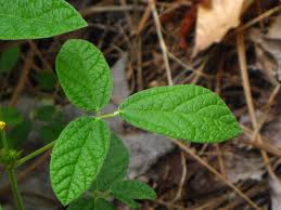 Image result for Rhynchosia totta