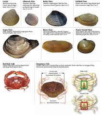 clam identification washington related keywords