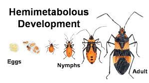 Image result for Pterygota