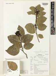 Image result for Scolopia zeyheri