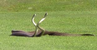 Arti Mimpi Melihat 2 Ekor Ular Menurut Islam Dan Primbon Lengkap