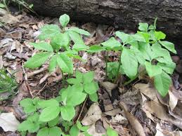 Feb 07, 2021 · arisaema triphyllum* (native) family: Kukr4iiio Wq1m