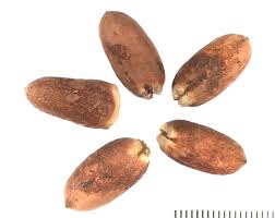 Image result for Ochna richardsiae