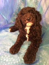 Country acres puppies is located in fairbury, illinois. Miniature Goldendoodle Puppies For Sale Breeder In Iowa