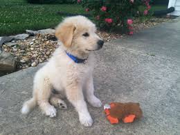 Check spelling or type a new query. Golden Great Pyrenees Puppies Online Shopping