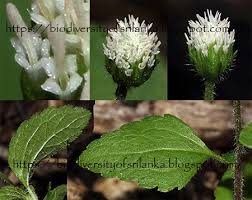 Image result for Adenostemma mauritianum