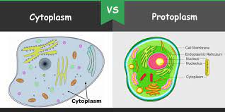 We did not find results for: Difference Between Cytoplasm And Protoplasm Bio Differences