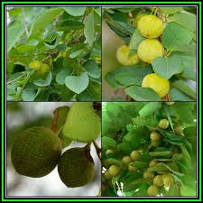 Image result for Pseudolachnostylis maprouneifolia