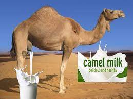 8 reasons to give it a try. Camel Milk Nutrition Health Benefits Camel Milk For Autism