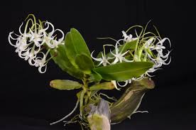 Image result for Cyrtorchis arcuata