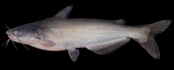 Full service partner since 1974. Blue Catfish Missouri Department Of Conservation
