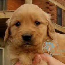 See more ideas about mini golden retriever, golden retriever rescue, golden retriever. Puppies For Sale In Nc Golden Retriever Rescue Ca Home Land Puppies