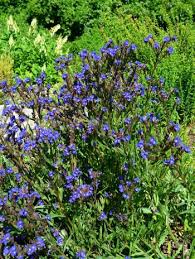 Image result for Anchusa capensis