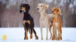 Saluki Dog Breed Information, Pictures, Characteristics ...