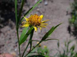 Image result for Pascalia glauca