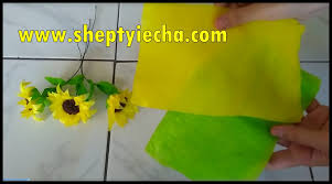 Bunga matahari (helianthus annuus l.) merupakan salah satu jenis. Shepty Iecha Blog