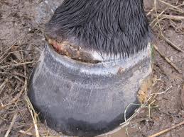 Les Abces Podologie Equine Libre